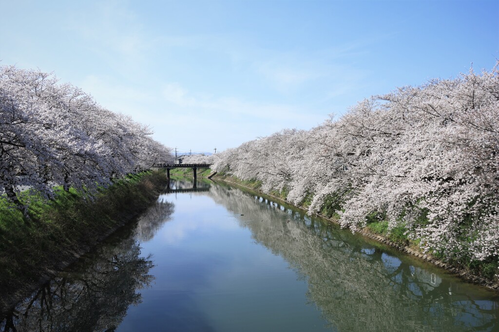 曾我川の桜　1