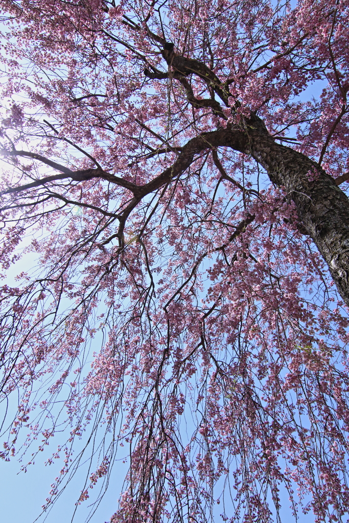 高見の里の枝垂れ桜