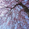 高見の里の枝垂れ桜