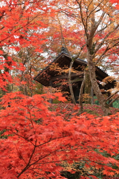紅葉真っ盛り