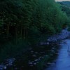 日野のホタル