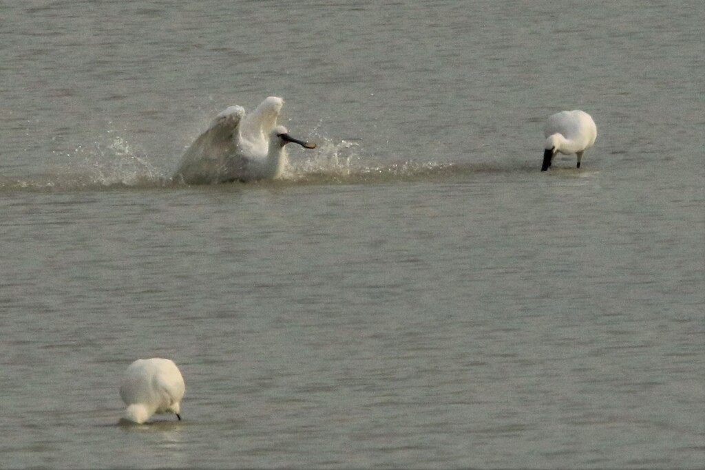 ヘラサギ水浴び