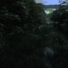 2020-06-08日野のホタル