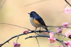 春呼ぶ小鳥　2