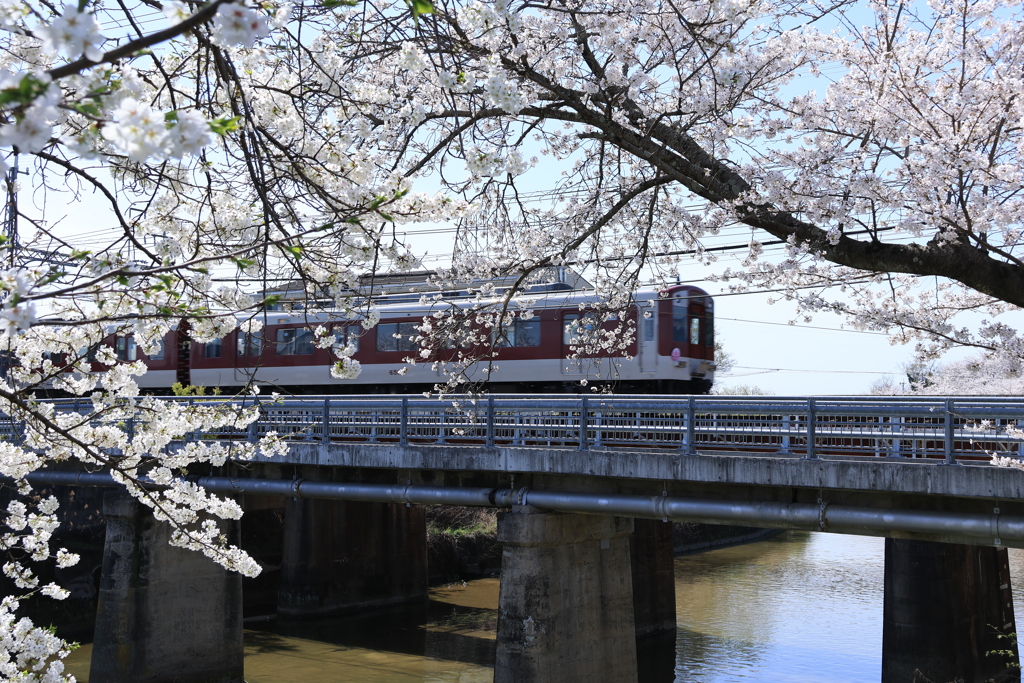 曾我川の桜　4