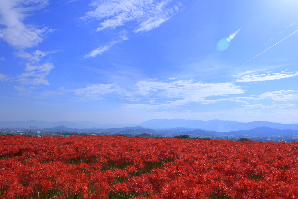 秋空に彼岸花