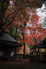 雨上がりの紅葉　1