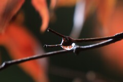 雨上がりの紅葉　3