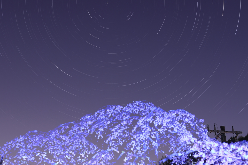 桜と星空