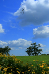 雲につかまる蜘蛛