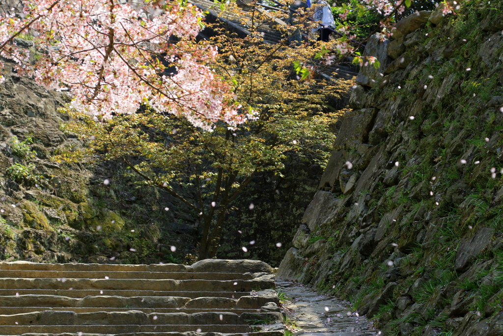 桜吹雪