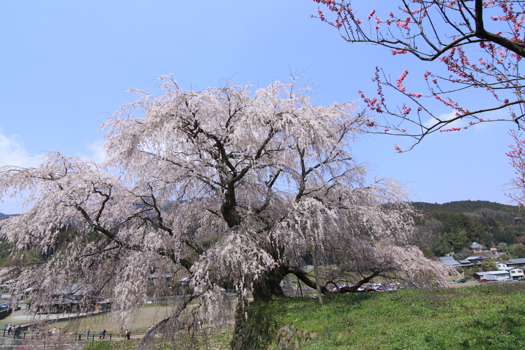 又兵衛桜