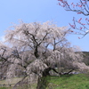 又兵衛桜