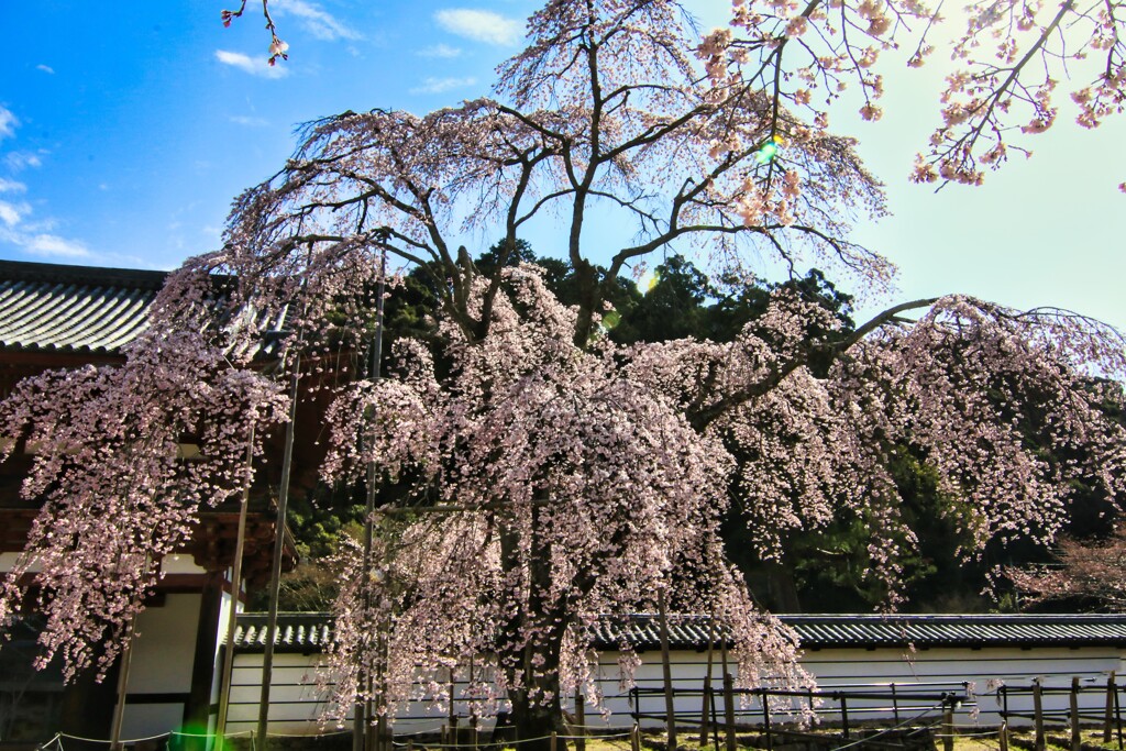 金剛寺　4
