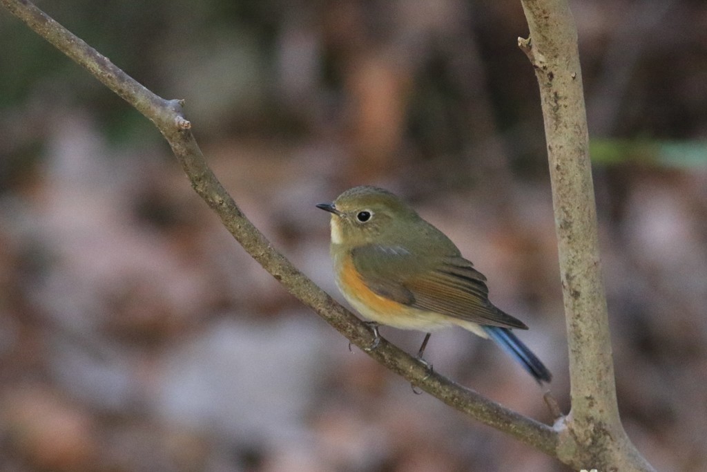 ルリビタキ　♀