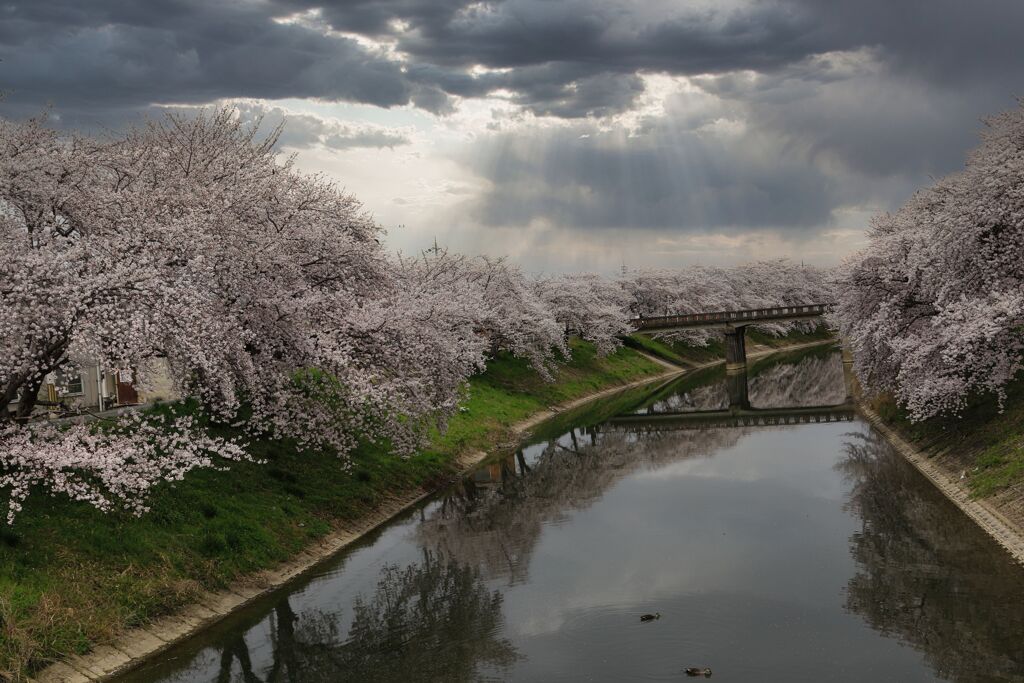 曾我川の桜　2