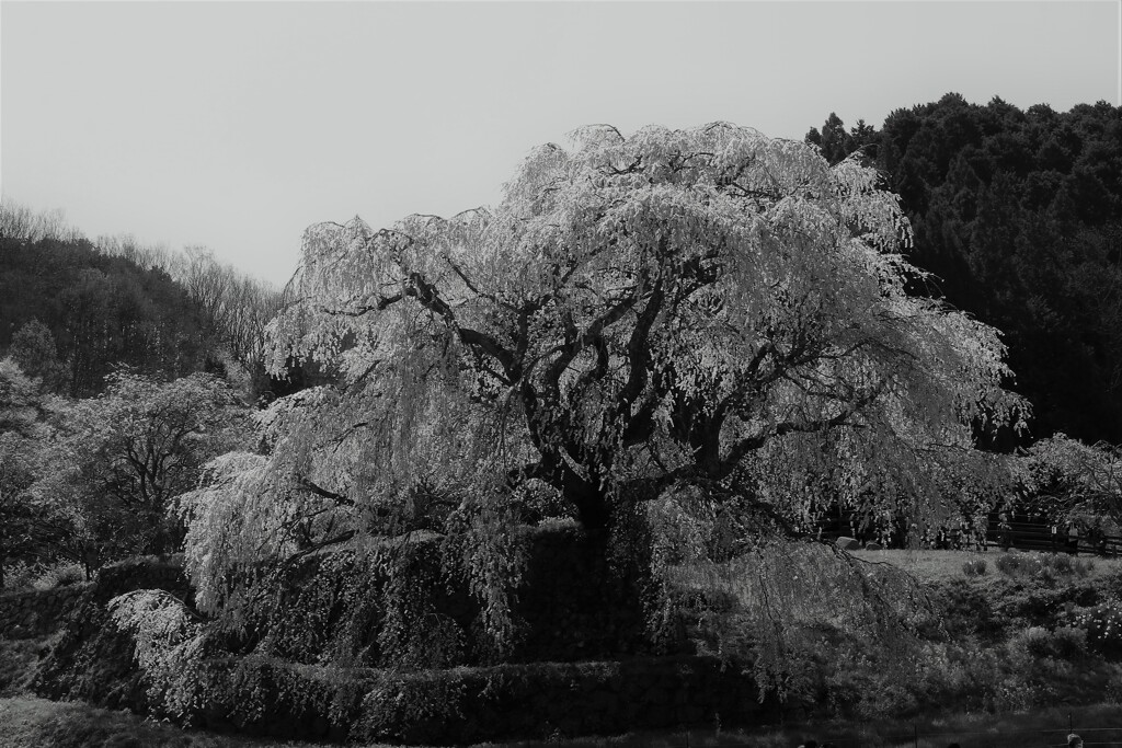 瀧桜