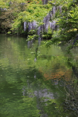 静かの池