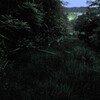 ホタル