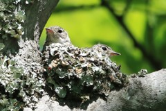 コサメビタキ幼鳥