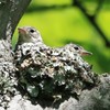 コサメビタキ幼鳥