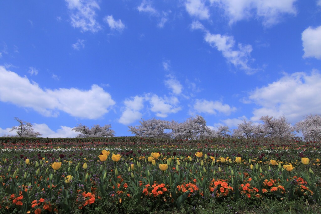 チューリップの園