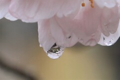 壷阪寺の桜に水滴