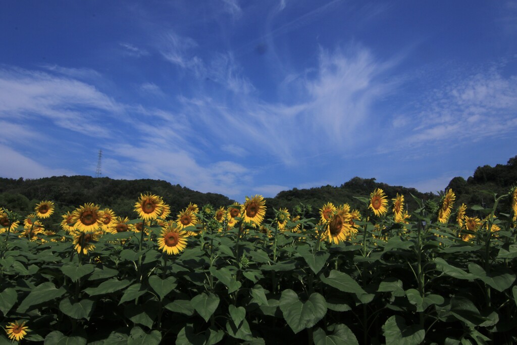 夏景色