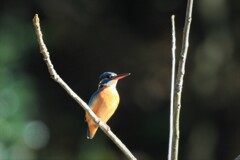 カワセミ　♀