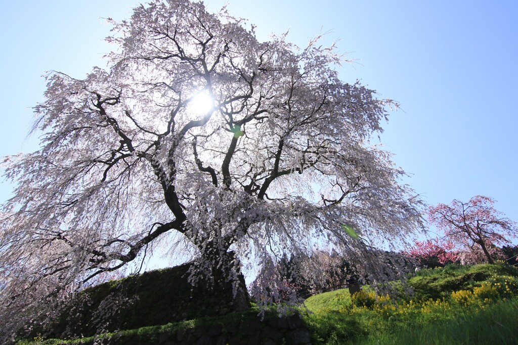 又兵衛桜