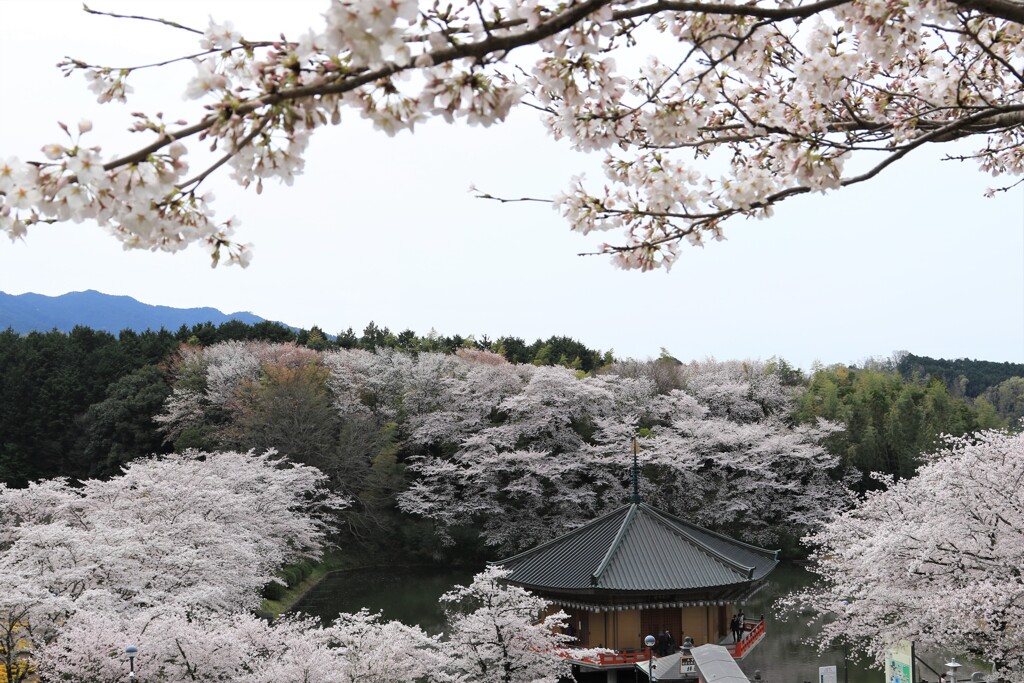 安倍文珠院の桜