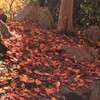 落ち葉の小道