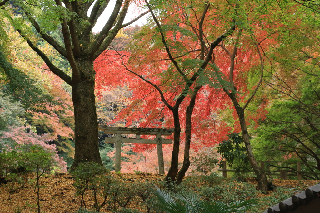 参道の紅葉