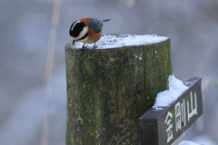 標識に止まるヤマガラ