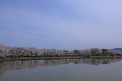 藤原宮跡の桜