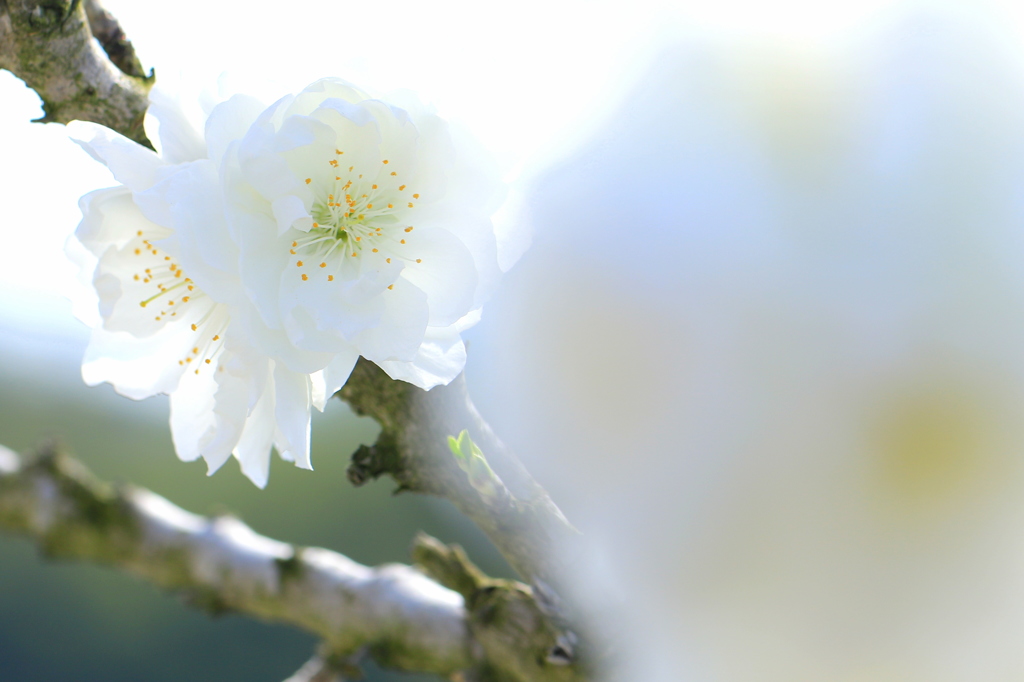 花桃