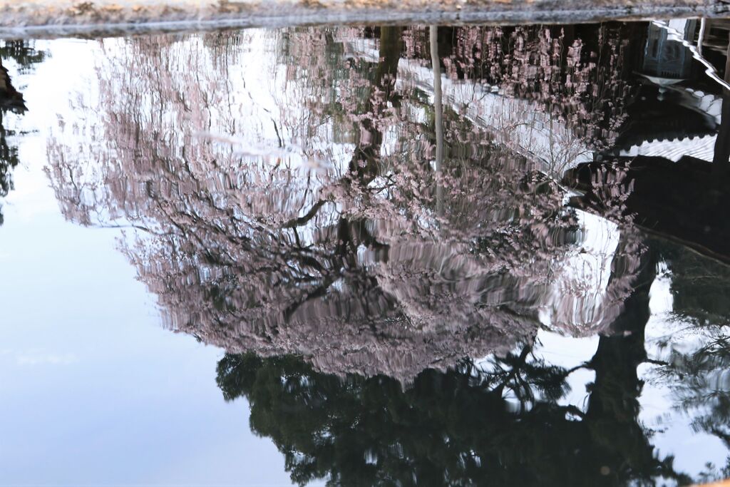 金剛寺　1