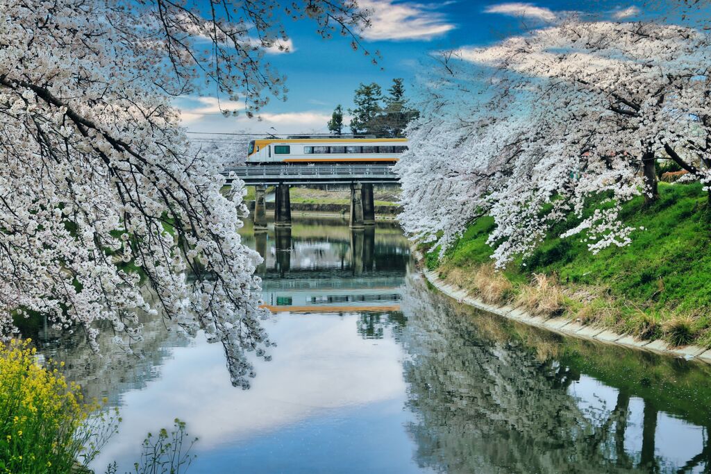 曾我川の桜　3