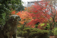 狛犬も紅葉鑑賞