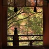 ひと時の紅葉
