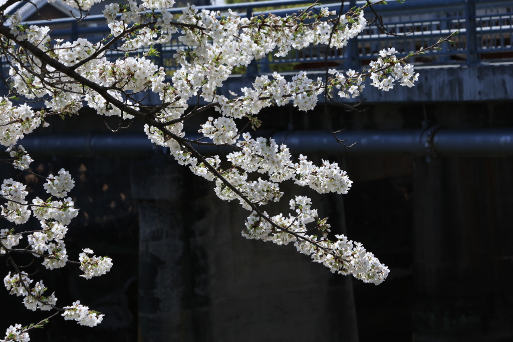 曾我川の桜　3