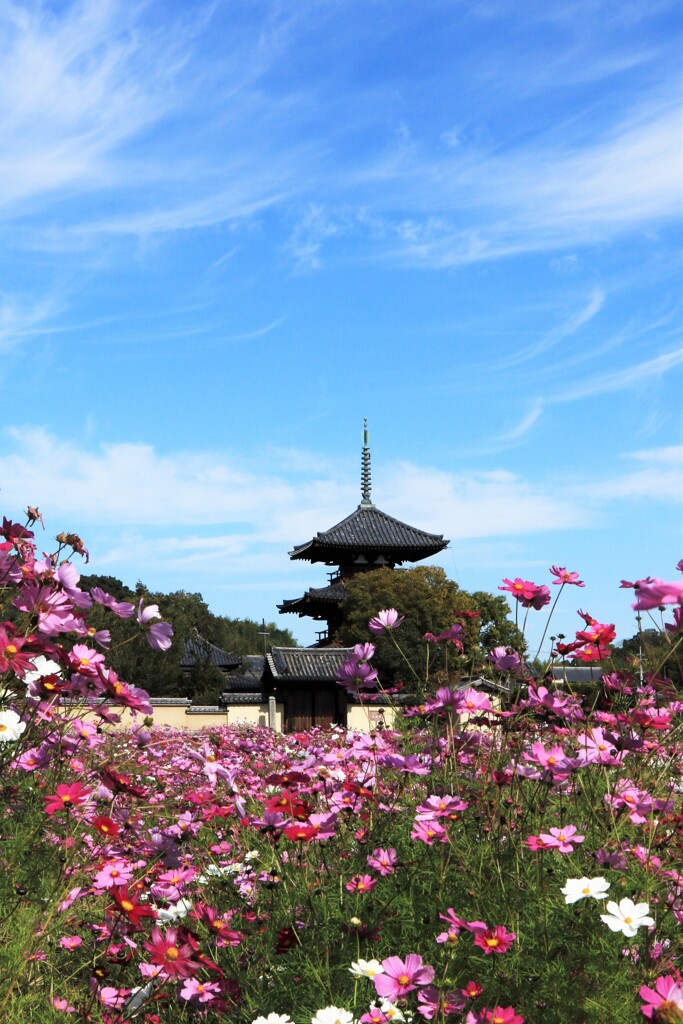 法起寺のコスモス　1