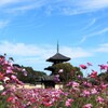 法起寺のコスモス　1