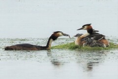 冠カイツブリの給餌