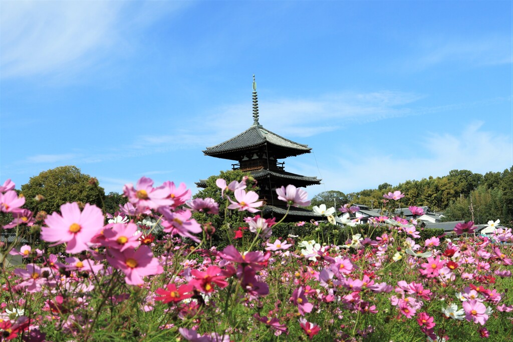 法起寺のコスモス　2
