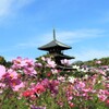 法起寺のコスモス　2