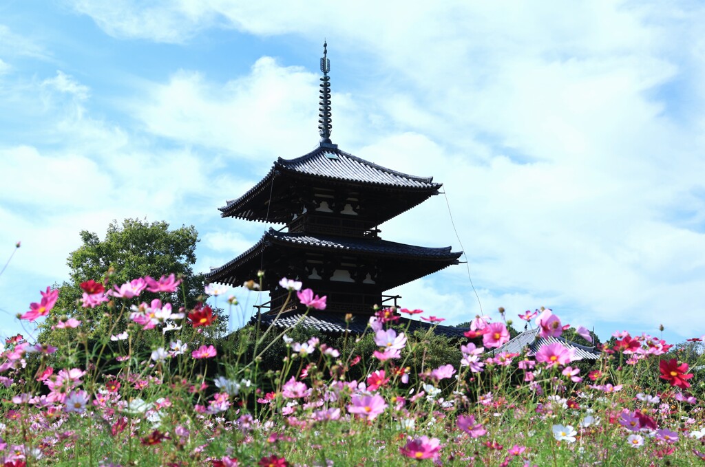 法起寺とコスモス　2