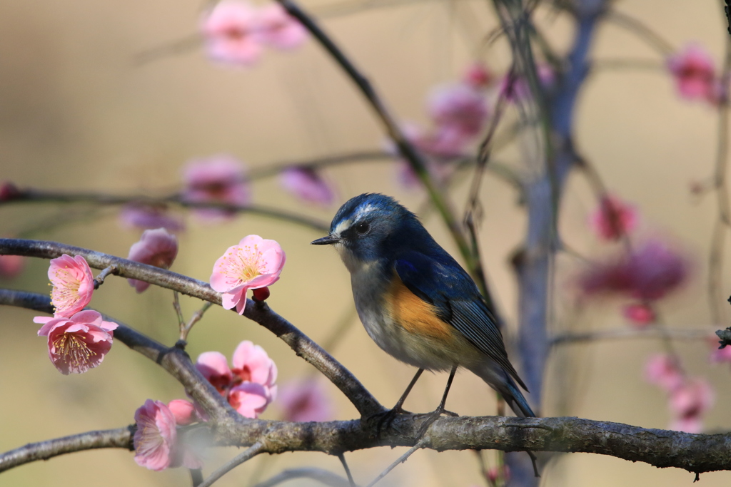 春呼ぶ小鳥　1