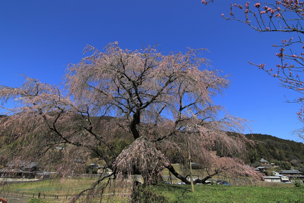又兵衛桜