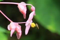 秋海棠にハナアブ